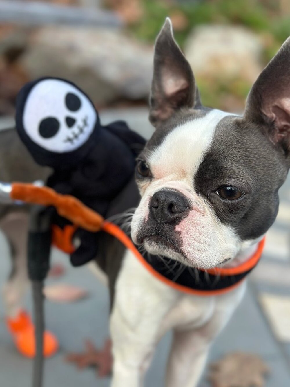 FuzzYard Grim Reaper Rider Dog Costume Scythe Halloween Harness M